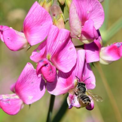 Megachile ericetorum_k