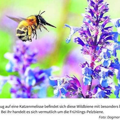 Wildbiene an Katzenmelisse Foto von D. Jährling